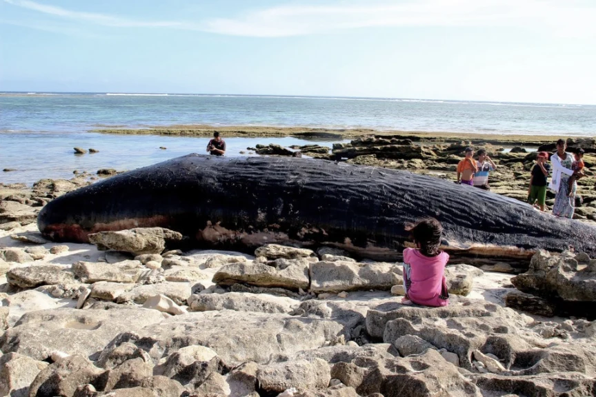 in its digestive system.